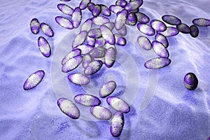 Plague bacteria Yersinia pestis