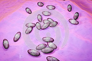 Plague bacteria Yersinia pestis photo