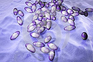 Plague bacteria Yersinia pestis photo