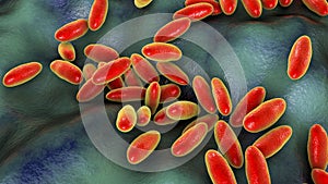 Plague bacteria Yersinia pestis photo