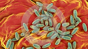 Plague bacteria Yersinia pestis photo