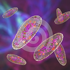 Plague bacterium Yersinia pestis photo