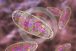 Plague bacterium Yersinia pestis photo