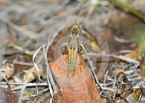 Plague locust instar photo