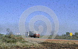A plague of locusts swarm across the country.