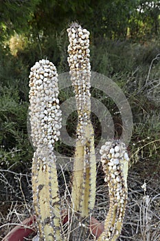 Plague of snails on a captus in summer photo