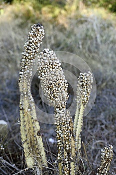 Plague of snails on a captus in summer photo