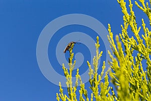 Plague Soldier Beetle (Chauliognathus lugubris) sitting on a plant in Sydney