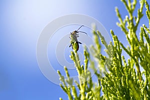 Plague Soldier Beetle (Chauliognathus lugubris) sitting on a plant in Sydney