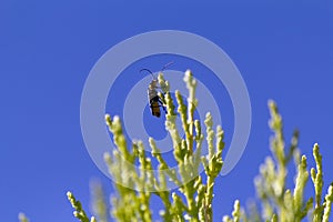 Plague Soldier Beetle (Chauliognathus lugubris) sitting on a plant in Sydney