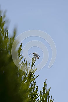 Plague Soldier Beetle (Chauliognathus lugubris) sitting on a plant in Sydney