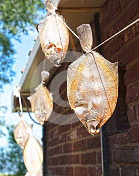 Plaice drying on a rack in the wind
