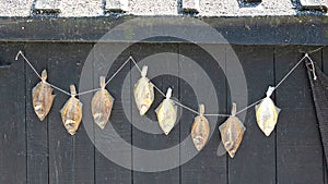 Plaice drying on a rack in the wind