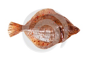 Plaice fish isolated on a white studio background.