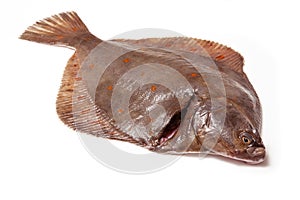 Plaice fish isolated on a white studio background.