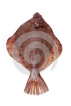 Plaice fish isolated on a white studio background.