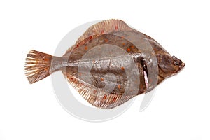 Plaice fish isolated on a white studio background.