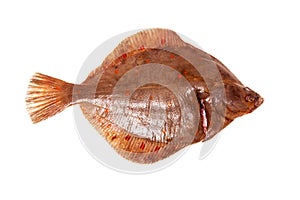 Plaice fish isolated on a white studio background. photo