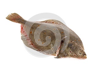 Plaice Fish on White