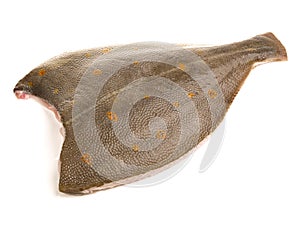 Plaice Fish on White