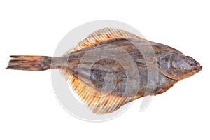Plaice fish on white