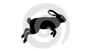 With the plain backdrop emphasizing the rabbit s characteristic