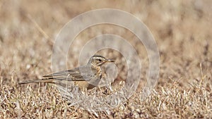 Plain-backed Pipit in Arid Field