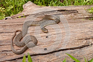 Plain-bellied water snake