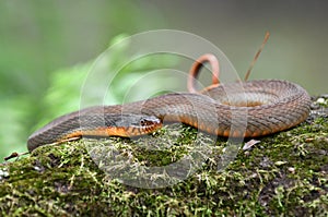 Plain Bellied Water Snake coiled on a log