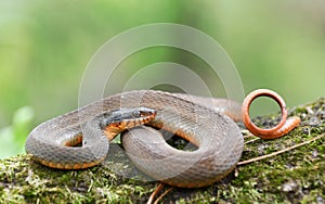 Plain Bellied Water Snake coiled on a log Georgia USA