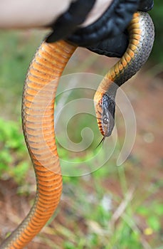 Plain Bellied Water Snake held up in hand to show orange belly