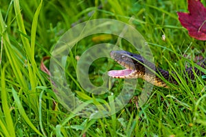 Plain-bellied water snake with mouth wide open