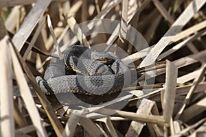 Plain-bellied Water Snake nerodia erythrogaster