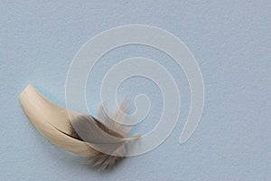 Plain blue background with a single feather.