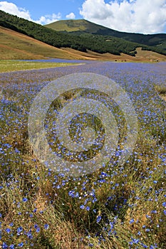 Plain of Castelluccio di Norcia