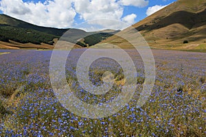 Plain of Castelluccio di Norcia photo