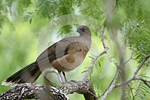 Plain Chachalaca