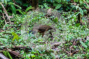 Plain chachalaca Ortalis vetula in Cockscomb Basin Wildlife Sanctuary, Beliz