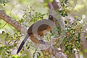 Plain Chachalaca, Ortalis vetula, perched