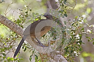 Plain Chachalaca, Ortalis vetula, perched in tree