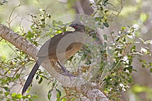Plain Chachalaca, Ortalis vetula, perched in tree