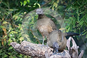 Plain Chachalaca resting its large body on a log