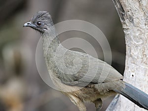 Plain Chachalaca in South Texas