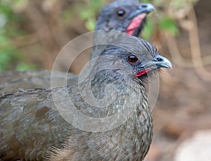 Plain Chachalaca in Thicket