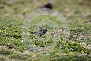 The plain-colored seedeater (Catamenia inornata) in Ecuador