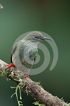 Plain-colored tanager - Tangara inornata