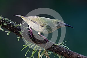 Plain-colored tanager - Tangara inornata