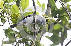 Plain-colored Tanager Tangara inornata