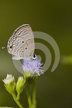 Plain cupid butterfly