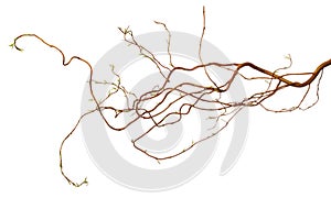 Plain Easter Branches - Isolated photo